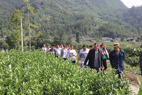 茶叶种植黑科技知识讲座（茶叶种植技术指导方案）-图2