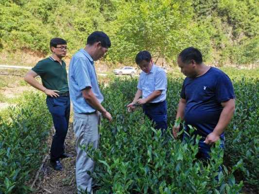 茶叶种植黑科技知识讲座（茶叶种植技术指导方案）-图3