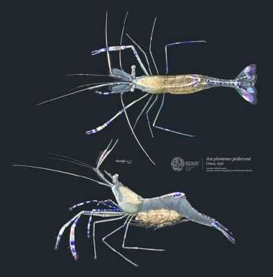 关于虾的科技知识资料图片（关于虾的设计图）-图1