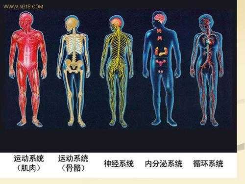 人体科技知识类素材库（人体科普知识视频）-图2