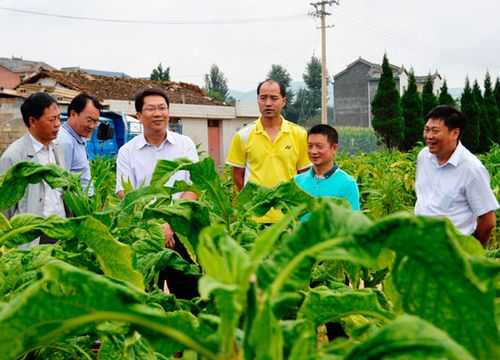 烤烟种植科技知识讲座（烤烟种植科技知识讲座心得体会）-图3