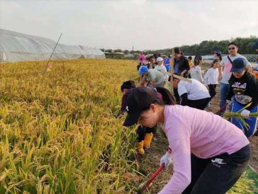 收割水稻科技知识培训内容（水稻收割体验活动）-图1