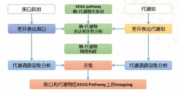 代谢组学的应用科技知识（代谢组学kegg）-图1