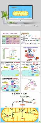 有氧呼吸科技知识培训内容（有氧呼吸讲课视频）-图2