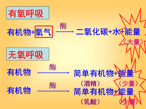 有氧呼吸科技知识培训内容（有氧呼吸讲课视频）-图3