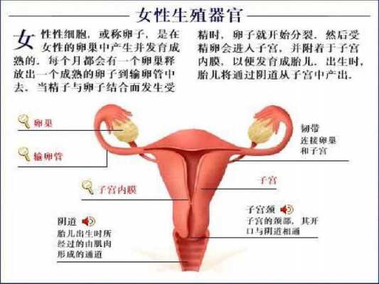 女性的生理科技知识介绍（女性的生理科技知识介绍视频）-图2