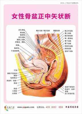 女性的生理科技知识介绍（女性的生理科技知识介绍视频）-图3