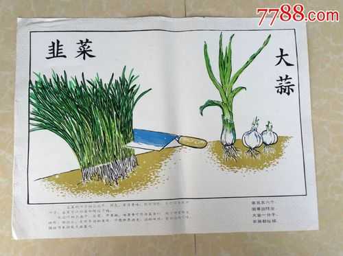 大蒜种植科技知识宣传图片（大蒜种植科技知识宣传图片高清）-图2