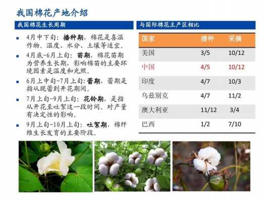 关于棉花的科技知识有哪些（棉花的科学知识）-图1