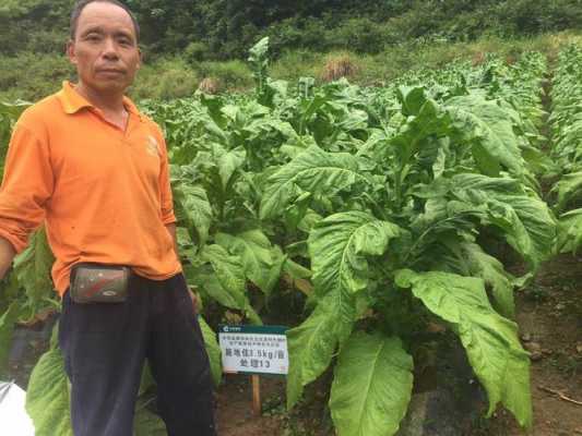 烤烟种植科技知识培训总结（烤烟种植大户经验交流）-图3