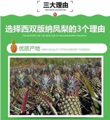 凤梨种植科技知识宣传文案（凤梨载种技术）-图2