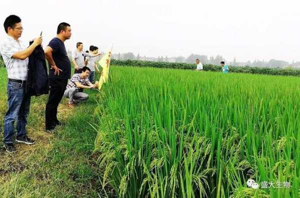 水稻种植黑科技知识点归纳（水稻技术种植知识讲座）-图3