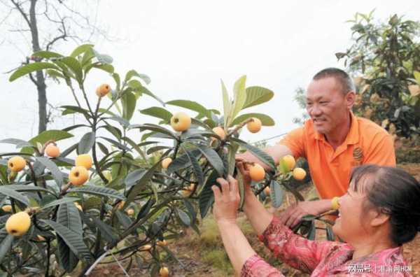 枇杷种植科技知识资料大全（枇杷种植效益怎么样）-图3