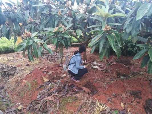 枇杷种植科技知识资料大全（枇杷种植效益怎么样）-图2