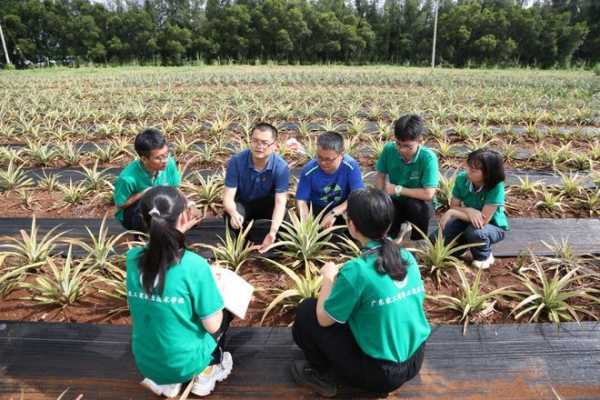 凤梨种植科技知识培训（凤梨种植科技知识培训心得体会）-图2