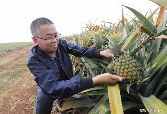 凤梨种植科技知识培训（凤梨种植科技知识培训心得体会）-图1