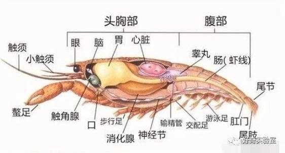 关于虾的科技知识大全有哪些（关于虾的科技知识大全有哪些图片）-图2