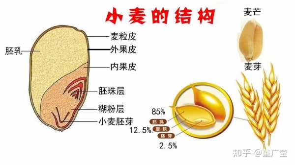 关于小麦的科技知识点总结（关于小麦的科技知识点总结怎么写）-图2