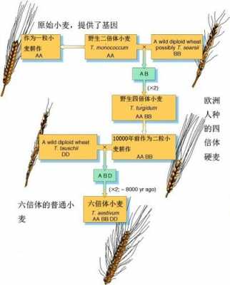 关于小麦的科技知识点总结（关于小麦的科技知识点总结怎么写）-图3