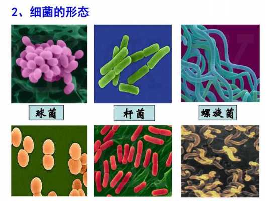 细菌科技知识（细菌方面的知识）-图3