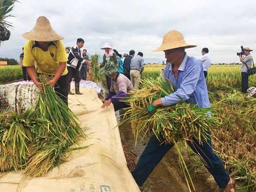 收割水稻科技知识培训（水稻收割活动方案）-图2