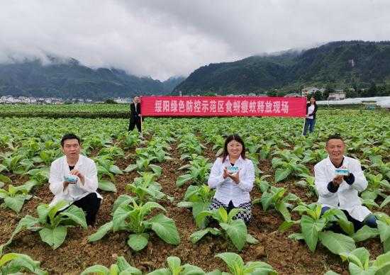 烤烟种植科技知识宣传标语（烤烟标准化种植生产标语）-图2