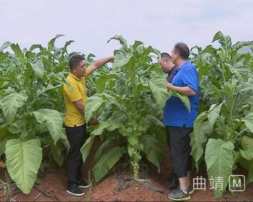 烤烟种植科技知识宣传标语（烤烟标准化种植生产标语）-图3