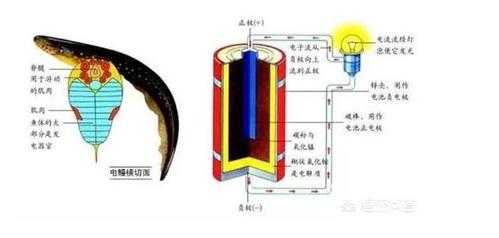 电鳗发电原理的科技知识（电鳗发电原理的科技知识点）-图2