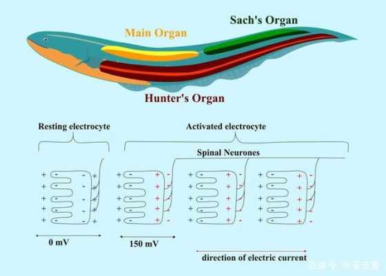 电鳗发电原理的科技知识（电鳗发电原理的科技知识点）-图3