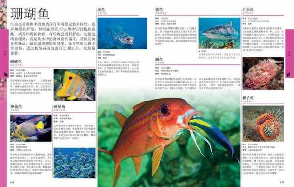 海洋生物海洋科技知识黄海（海洋生物科普网站）-图3