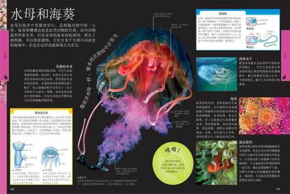 海洋生物海洋科技知识黄海（海洋生物科普网站）-图1