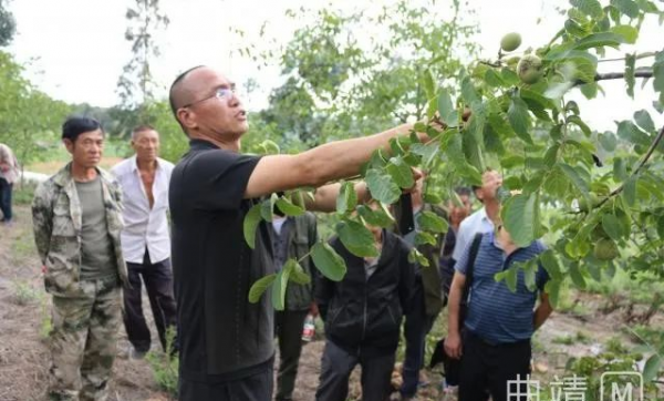 核桃种植科技知识讲座心得（核桃栽培技术问答）-图3