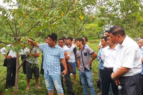 核桃种植科技知识讲座心得（核桃栽培技术问答）-图2