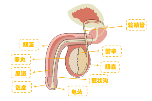 生殖科技知识大全（生殖科普）-图1