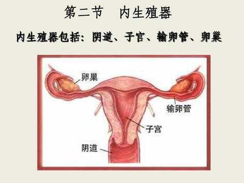 生殖科技知识大全（生殖科普）-图3