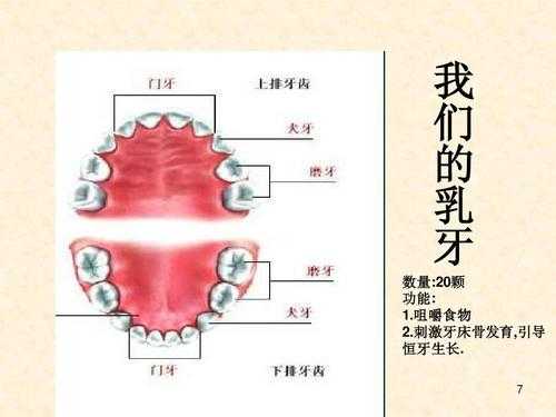 牙齿的最新科技知识点图片（牙齿的信息）-图1