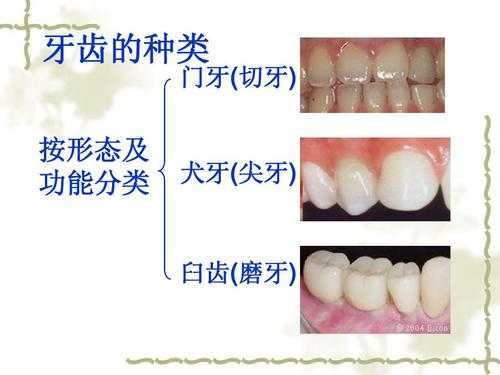 牙齿的最新科技知识点图片（牙齿的信息）-图2