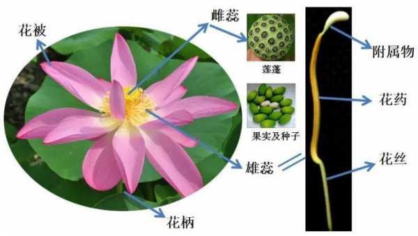 莲的科技知识（莲的相关知识）-图1