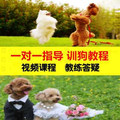 训练幼犬科技知识视频（幼犬训练视频教程）-图1