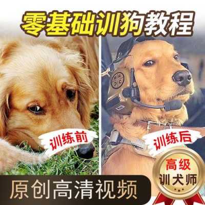 训练幼犬科技知识视频（幼犬训练视频教程）-图3