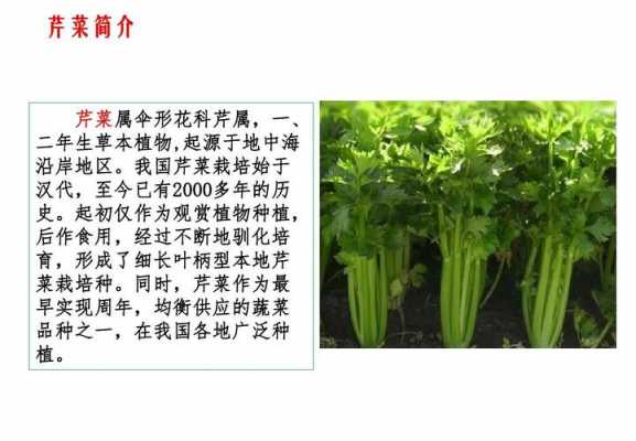 农业科技知识芹菜管理技术（芹菜的管理技术）-图1