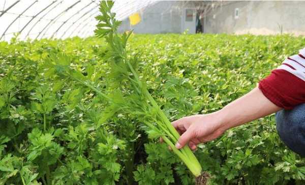 农业科技知识芹菜管理技术（芹菜的管理技术）-图3