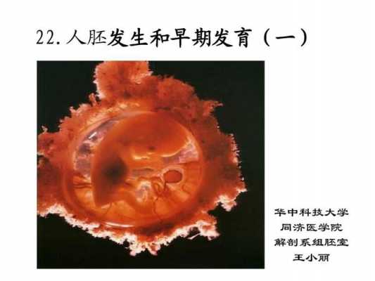 培养胎儿的科技知识（胎儿培育技术）-图3