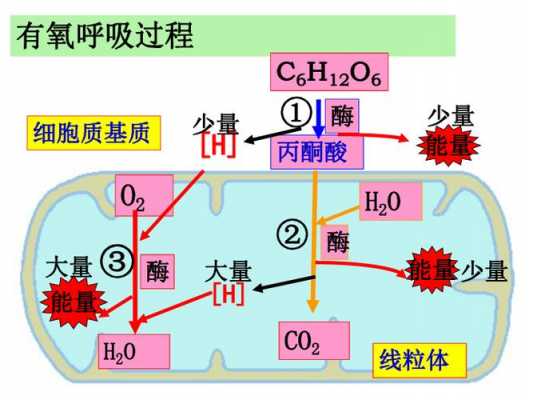 有氧呼吸科技知识点总结（有氧呼吸微课视频）-图2