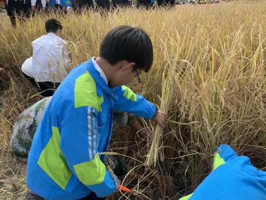 收割水稻科技知识培训总结（水稻收割研学课程）-图3