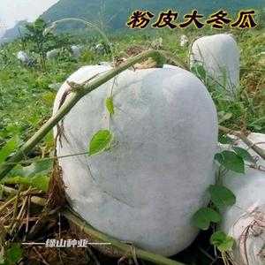 大冬瓜种植科技知识点图片（大冬瓜什么时间种合适啊）-图3