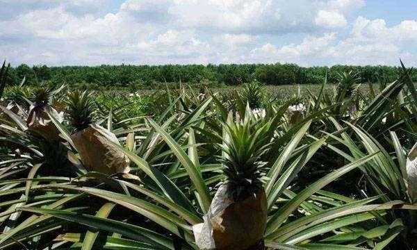 凤梨种植科技知识点归纳（凤梨的种植方法和护理）-图2