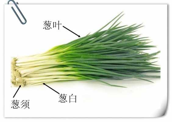 种植大葱的科技知识教案（大班科学种植葱教案）-图3