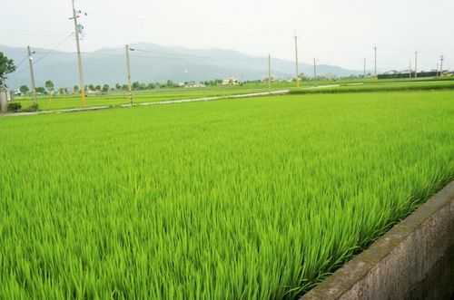 稻田种植科技知识大全图片（稻田种植什么药材好）-图2