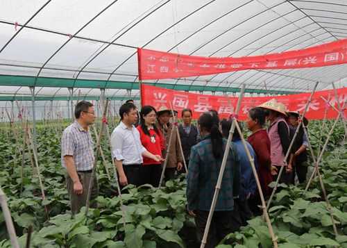 大棚种植科技知识大讲堂（种植大棚技术指导）-图1